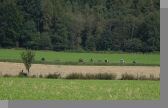 DSC08954.jpg