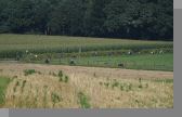 DSC08981.jpg