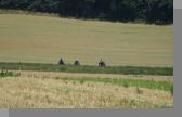 DSC08982.jpg