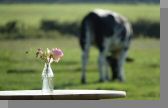 DSC09146.jpg